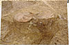 穴1出土の土師器皿と緡銭（さしぜに）は現在保存処理中
